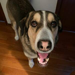 Team Page: Team Mylo